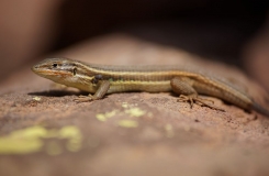 2015, Gallotiinae, Lacertidae, Lézards, Maroc, Psammodromus, Reptiles, Trips