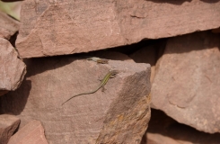 2015, Gekkonidae, Lacertidae, Lacertinae, Lézards, Maroc, Podarcis, Quedenfeldtia, Reptiles, Trips