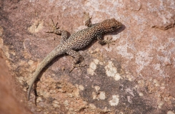2015, Gekkonidae, Lézards, Maroc, Quedenfeldtia, Reptiles, Trips