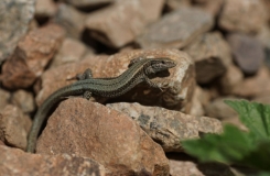 2015, Atlantolacerta, Lacertidae, Lacertinae, Lézards, Maroc, Reptiles, Trips