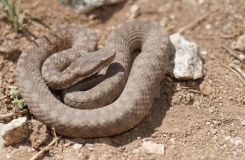2015, Maroc, Reptiles, Serpents, Trips, Vipera, Viperidae