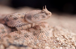 2015, Cerastes, Maroc, Reptiles, Serpents, Trips, Viperidae