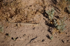 2015, Chalcides, Lézards, Maroc, Reptiles, Scincidae, Trips