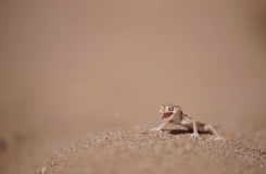 2015, Gekkonidae, Lézards, Maroc, Reptiles, Stenodactylus, Trips