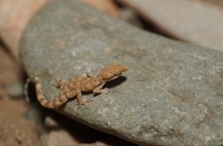 2015, Gekkonidae, Lézards, Maroc, Reptiles, Trips, Tropiocolotes
