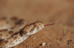 2015, Echis, Maroc, Reptiles, Serpents, Trips, Viperidae