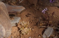 2015, Echis, Maroc, Reptiles, Serpents, Trips, Viperidae