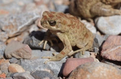 2015, Amphibiens, Anoures, Bufonidae, Maroc, Trips