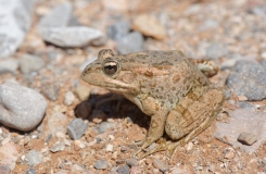 2015, Amphibiens, Anoures, Maroc, Pelophylax, Ranidae, Trips