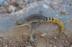 2015, Gekkonidae, Lézards, Maroc, Reptiles, Saurodactylus, Trips