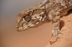 2015, Gekkonidae, Lézards, Maroc, Reptiles, Tarentola, Trips