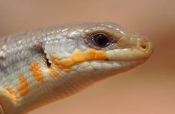 2015, Eumeces, Lézards, Maroc, Reptiles, Scincidae, Trips