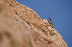 2015, Gekkonidae, Lézards, Maroc, Quedenfeldtia, Reptiles, Trips