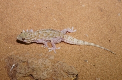 2015, Gekkonidae, Lézards, Maroc, Reptiles, Tarentola, Trips