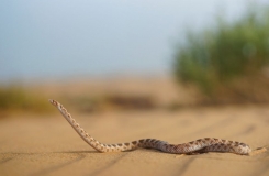 2015, Colubridae, Lytorhynchus, Maroc, Reptiles, Serpents, Trips