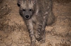 Hyena hyena!