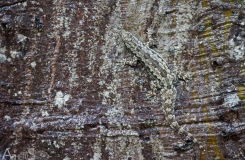 Hemidactylus platyurus