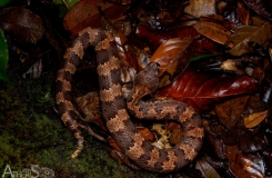 Borneo, Garthius, Malaisie, Reptiles, Serpents, Trips, Viperidae