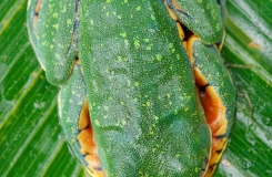 Cruziohyla calcarifer