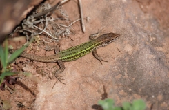 2015, Lacertidae, Lacertinae, Lézards, Maroc, Podarcis, Reptiles, Trips