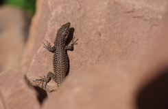2015, Lacertidae, Lacertinae, Lézards, Maroc, Reptiles, Scelarcis, Trips
