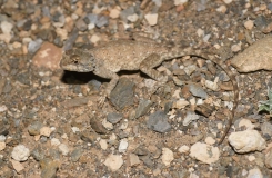 2015, Agamidae, Lézards, Maroc, Reptiles, Trips