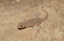 2015, Gekkonidae, Lézards, Maroc, Ptyodactylus, Reptiles, Trips