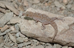 2015, Gekkonidae, Lézards, Maroc, Ptyodactylus, Reptiles, Trips