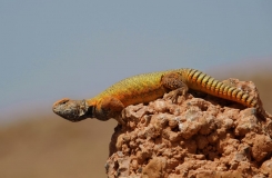 2015, Agamidae, Lézards, Maroc, Reptiles, Trips