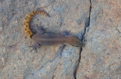 2015, Gekkonidae, Lézards, Maroc, Reptiles, Saurodactylus, Trips