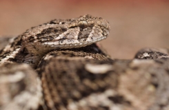 2015, Bitis, Maroc, Reptiles, Serpents, Trips, Viperidae