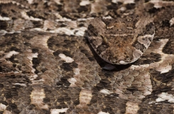 2015, Bitis, Maroc, Reptiles, Serpents, Trips, Viperidae