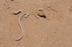 2015, Acanthodactylus, Lacertidae, Lacertinae, Lézards, Maroc, Reptiles, Trips