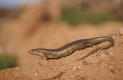 2015, Chalcides, Lézards, Maroc, Reptiles, Scincidae, Trips