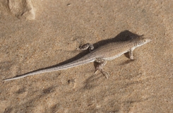 2015, Acanthodactylus, Lacertidae, Lacertinae, Lézards, Maroc, Reptiles, Trips