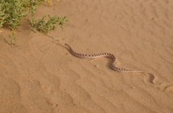 2015, Colubridae, Lytorhynchus, Maroc, Reptiles, Serpents, Trips