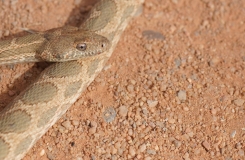 2015, Colubridae, Maroc, Reptiles, Serpents, Spalerosophis, Trips