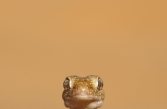Stenodactylus sthenodactylus